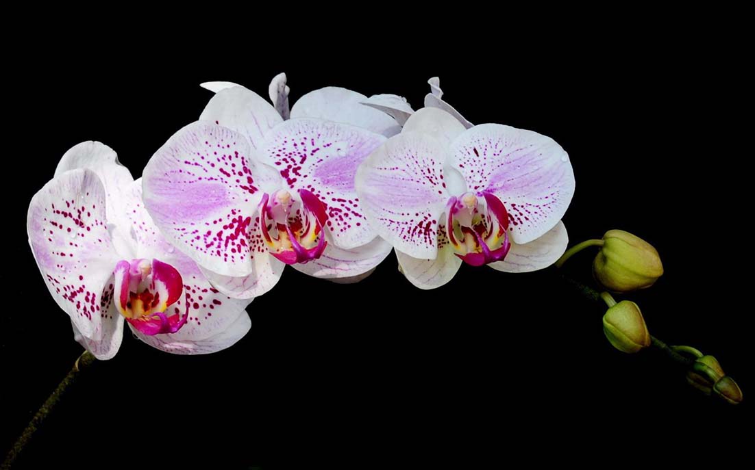 10 loại hoa lan đẹp nhất