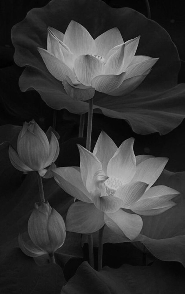 Hình nền hoa sen white đám tang Cực đẹp nhất và ý nghĩa