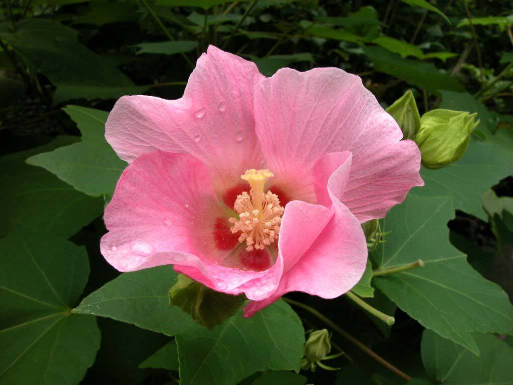 Ý nghĩa hoa Phù Dung – mong manh chóng tàn - Cửa hàng hoa tươi May Flower