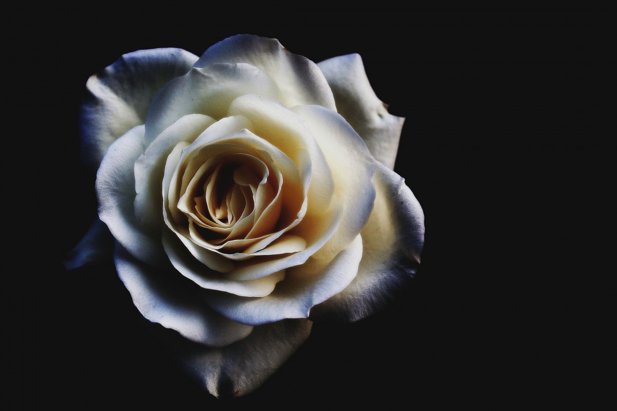 Ảnh chụp nghệ thuật hoa hồng trắng cực đẹp