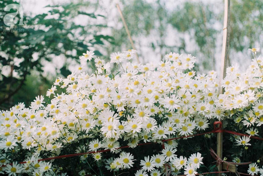 Ảnh hoa cúc họa mi trắng tinh khôi đem mùa đông về Hà Nội