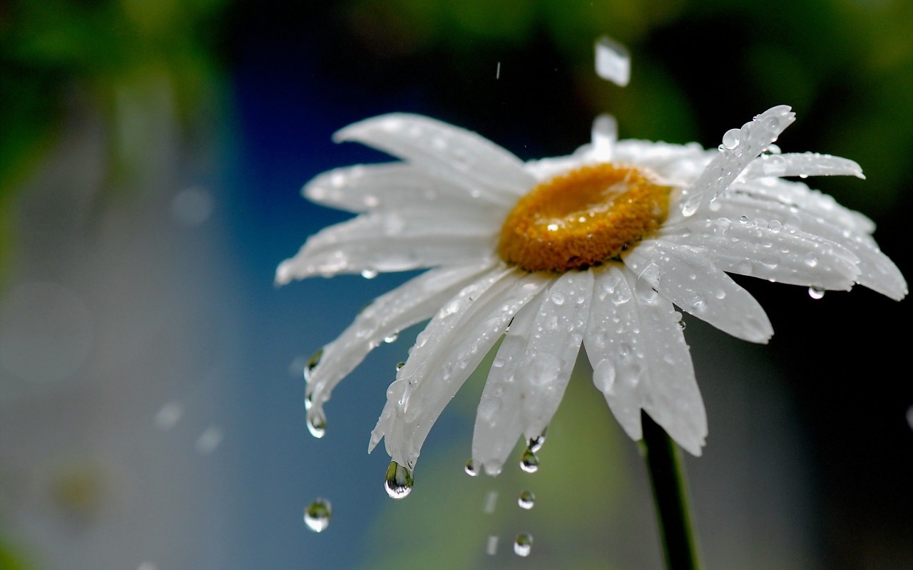Ảnh hoa cúc trắng dưới mưa cực đẹp