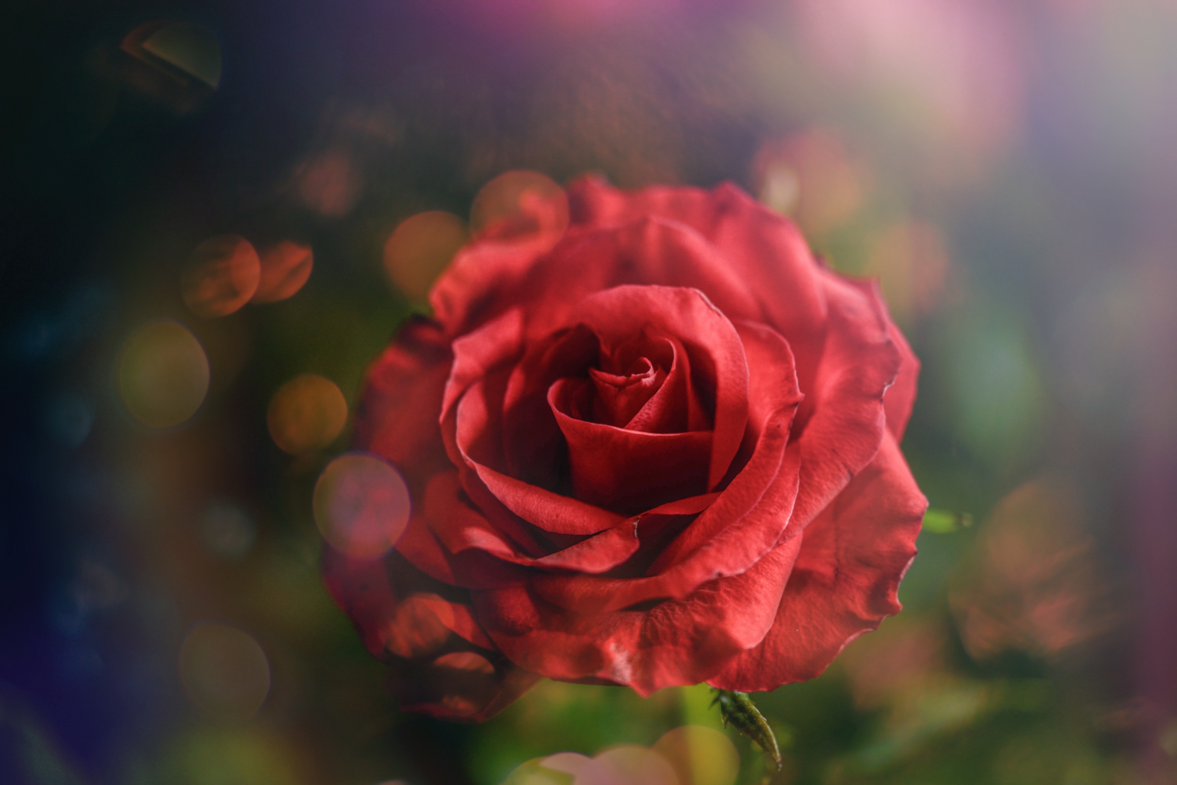 Ảnh hoa hồng đẹp lãng mạn