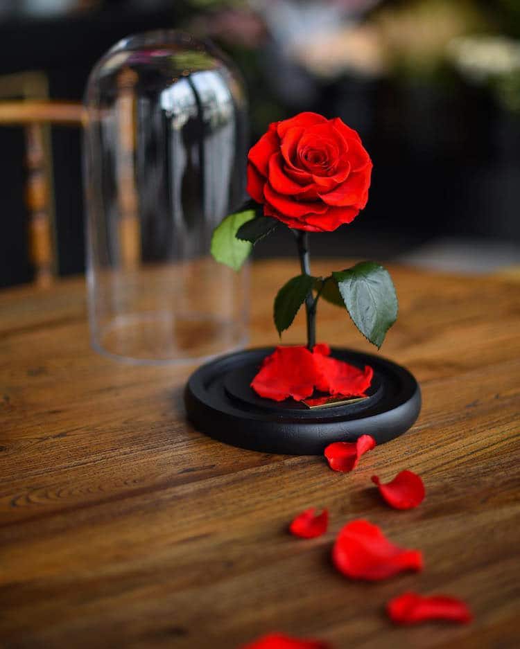 Ảnh hoa hồng đẹp và lãng mạn