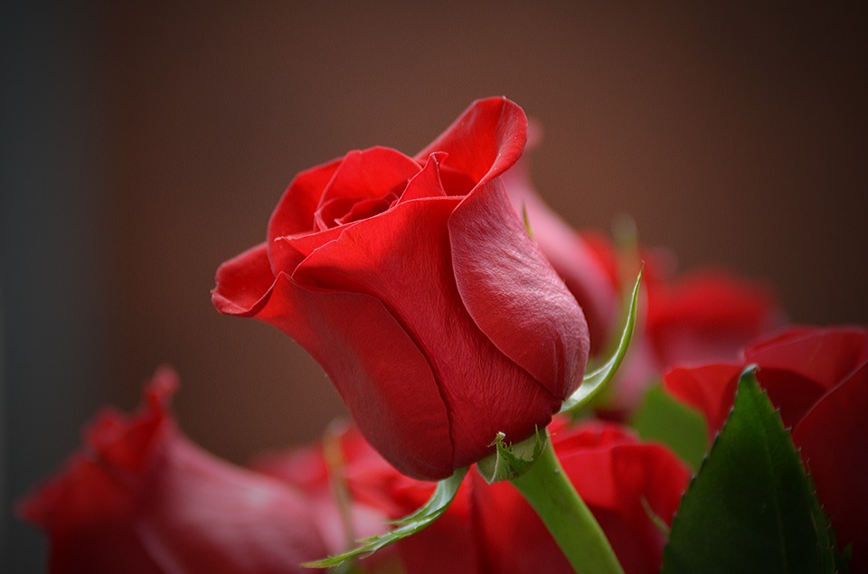 Ảnh hoa hồng lãng mạn nhất