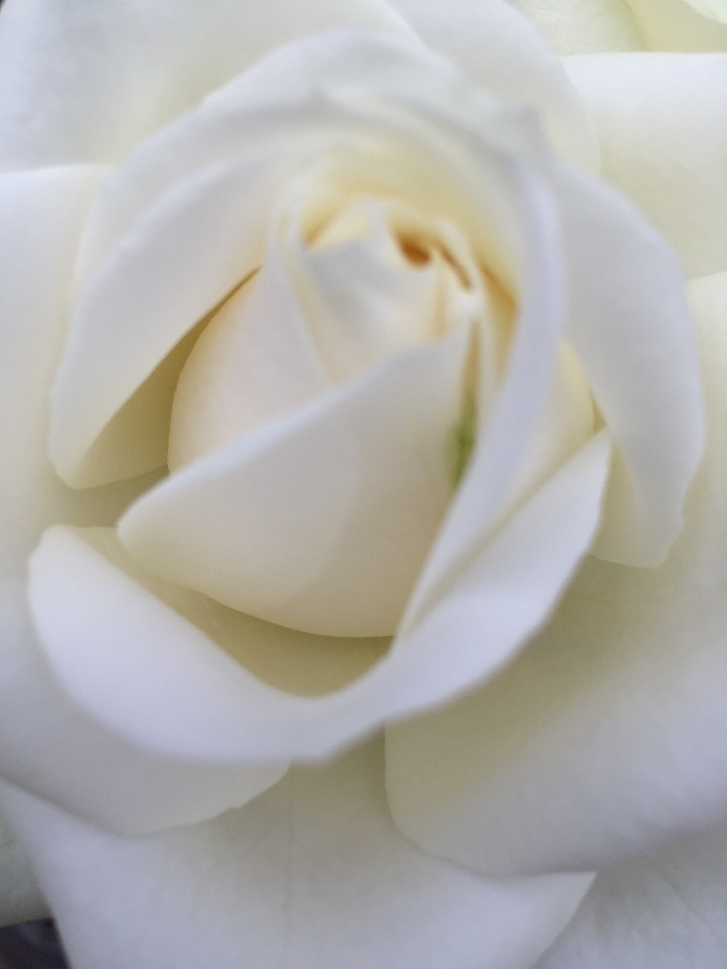 Ảnh sát cận cảnh hoa hồng trắng cực kỳ đẹp