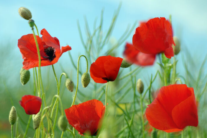 Anh túc đỏ - TheRed Poppy - Quốc hoa Bỉ