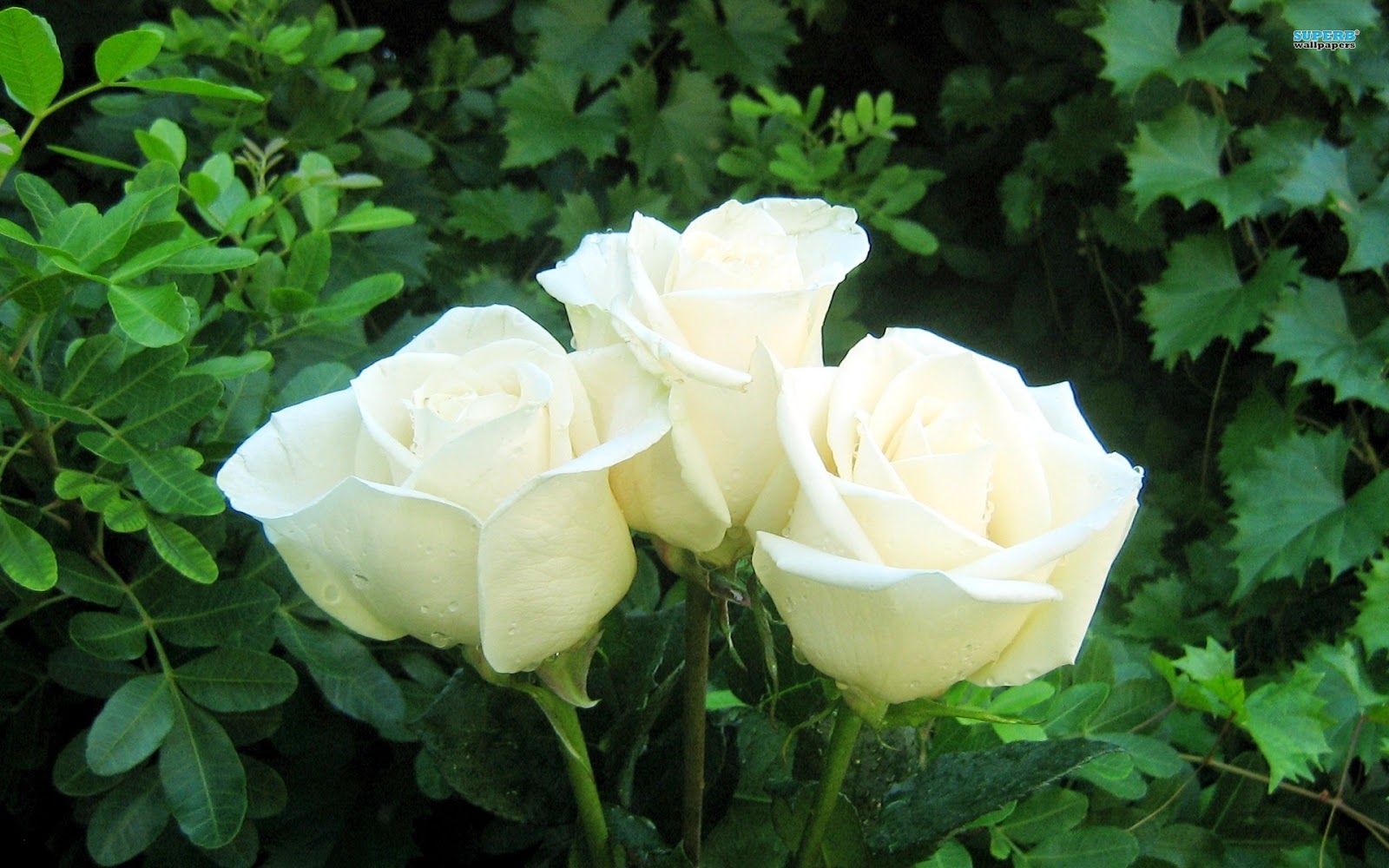Ba bông hồng trắng cực hút mắt