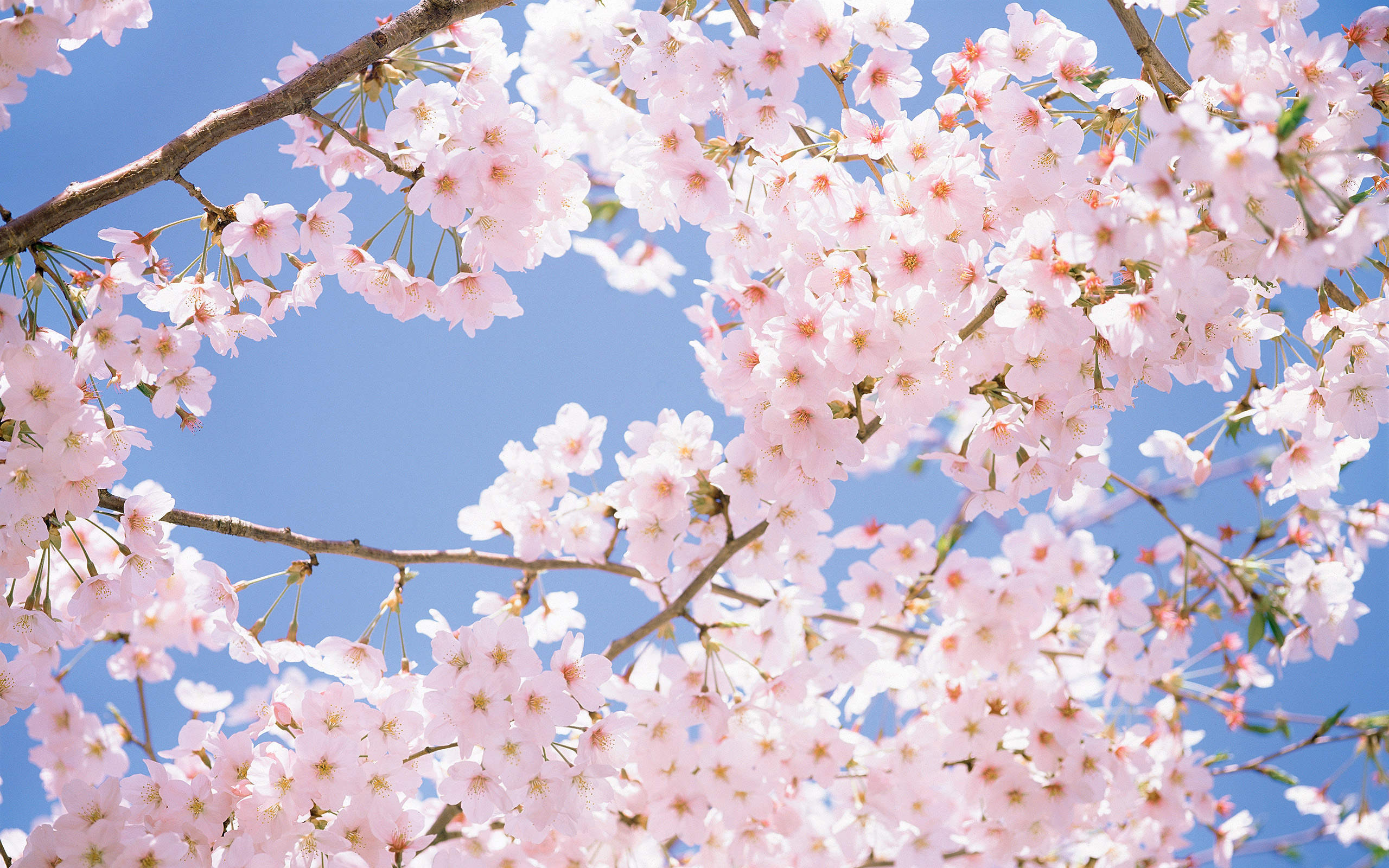 Bài hát về mùa hoa anh đào Nhật Bản
