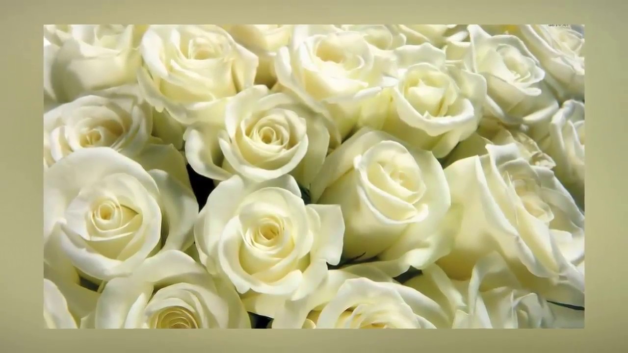 Biển hoa hồng trắng xếp san sát nhau