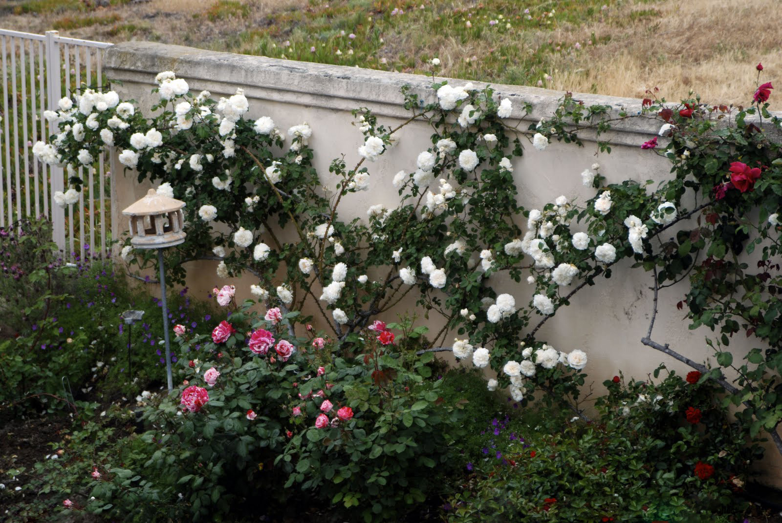 Bồn hoa hồng trắng ở tường nhà