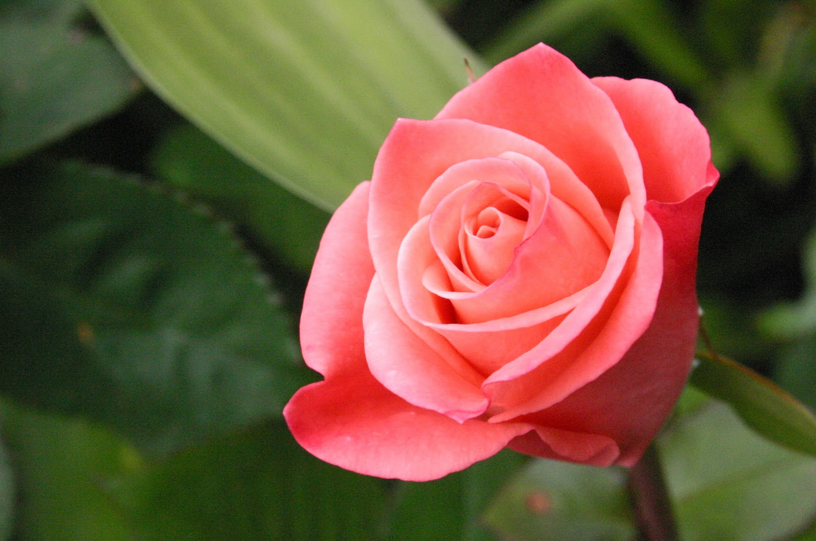 Bông hoa hồng đẹp