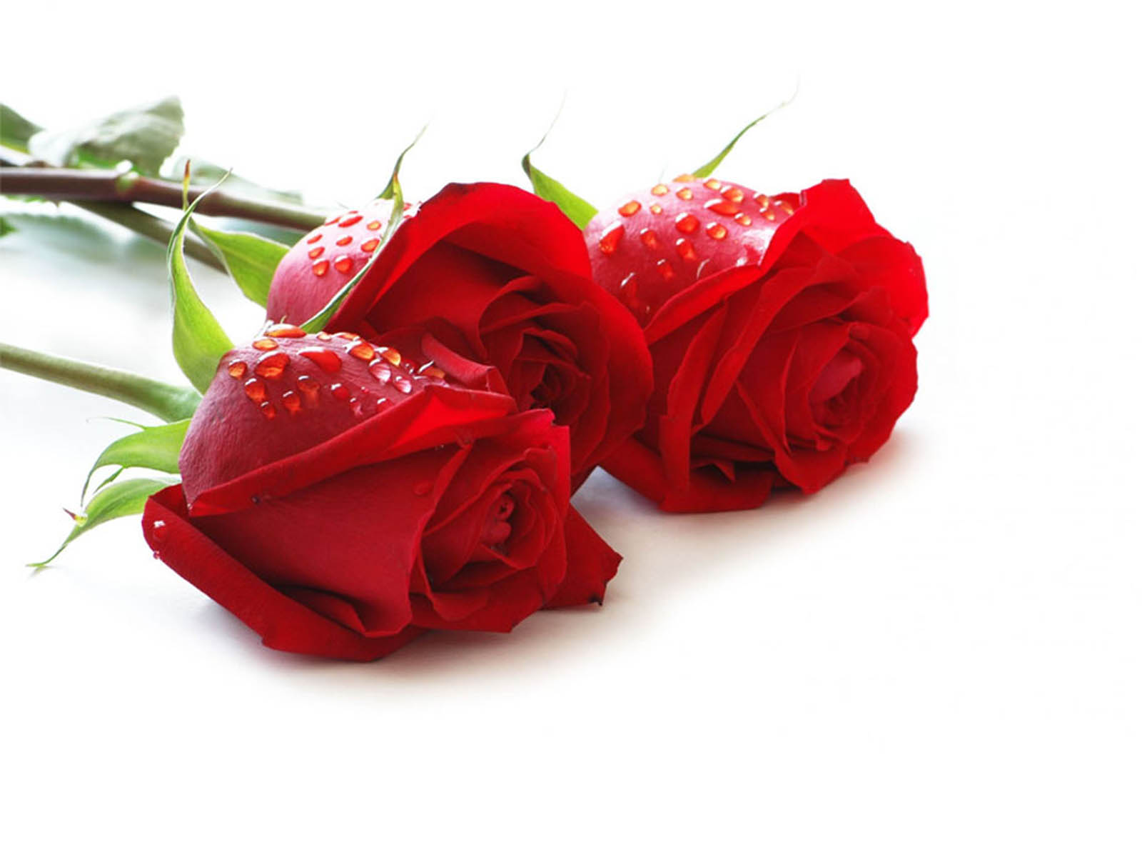 Bông hoa hồng lễ tình nhân