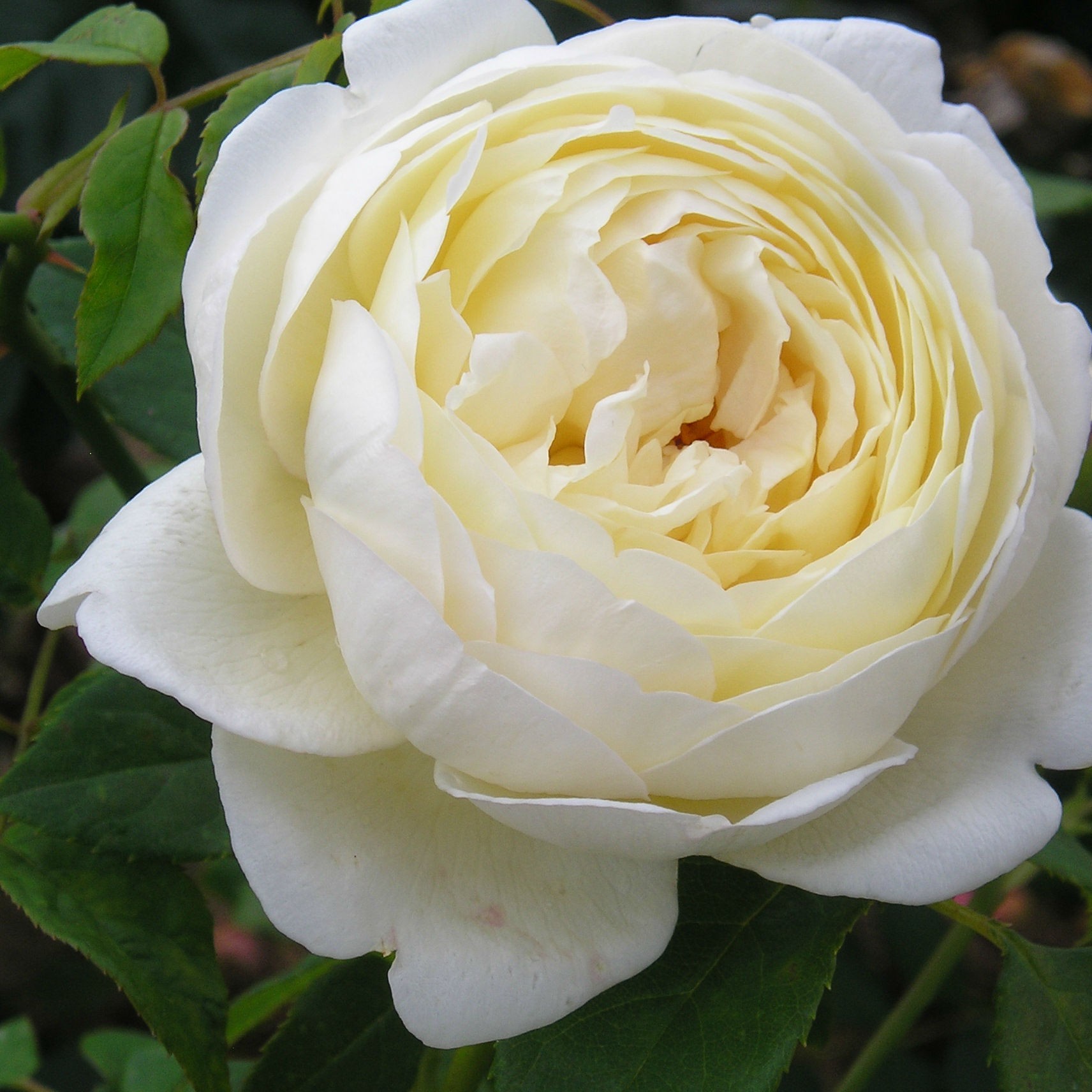 Bông hoa hồng trắng có rất nhiều lớp cánh hoa