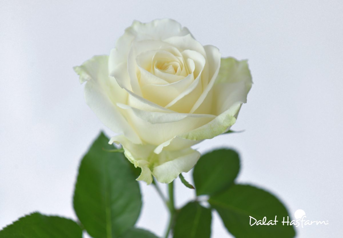 Bông hoa hồng trắng cực đẹp