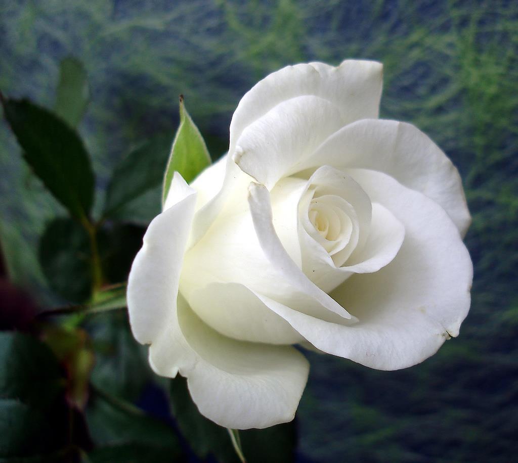 Bông hoa hồng trắng tượng trưng cho tình yêu và sự vĩnh cửu