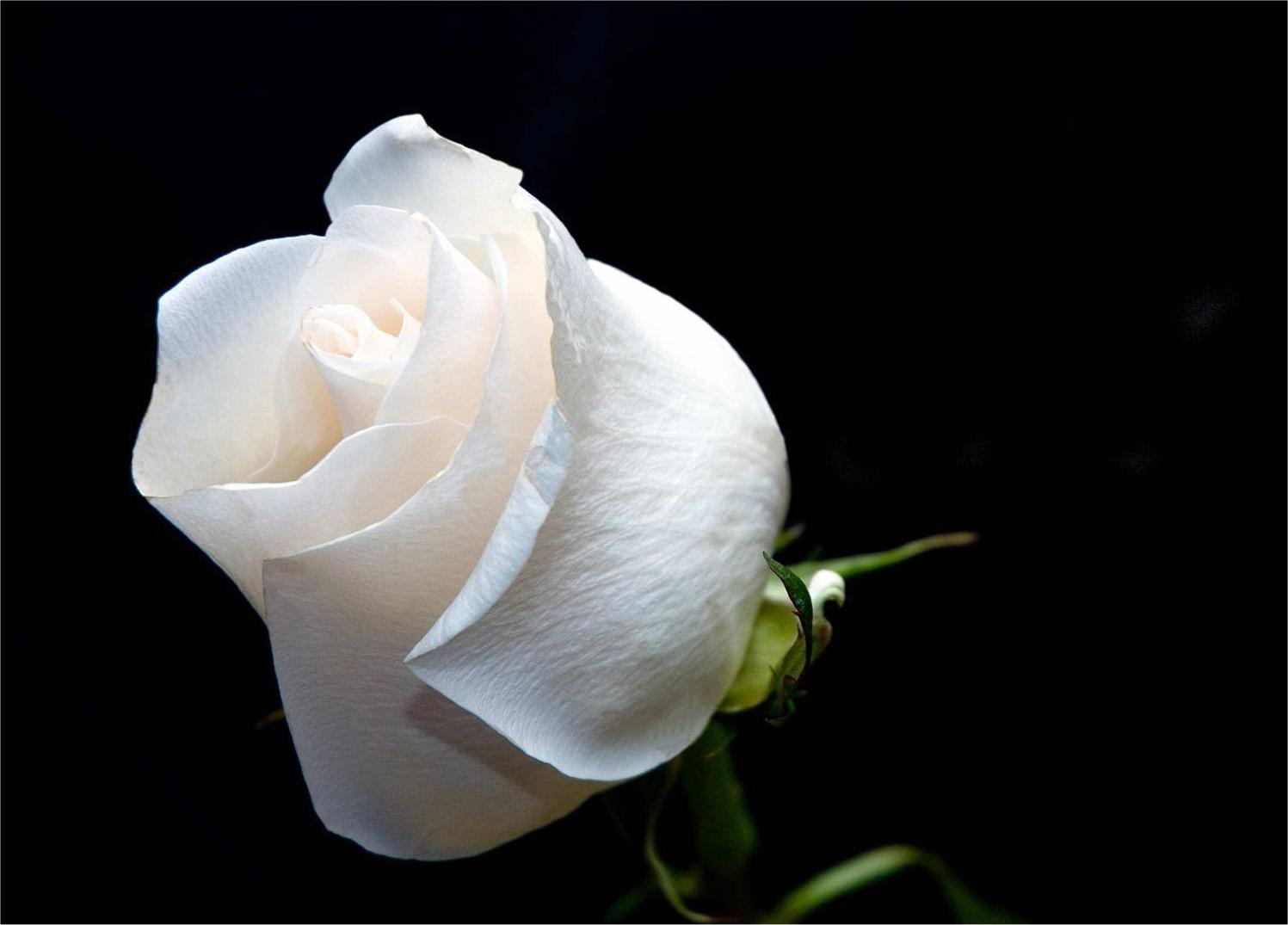 Bông hồng trắng mới nở cực đẹp