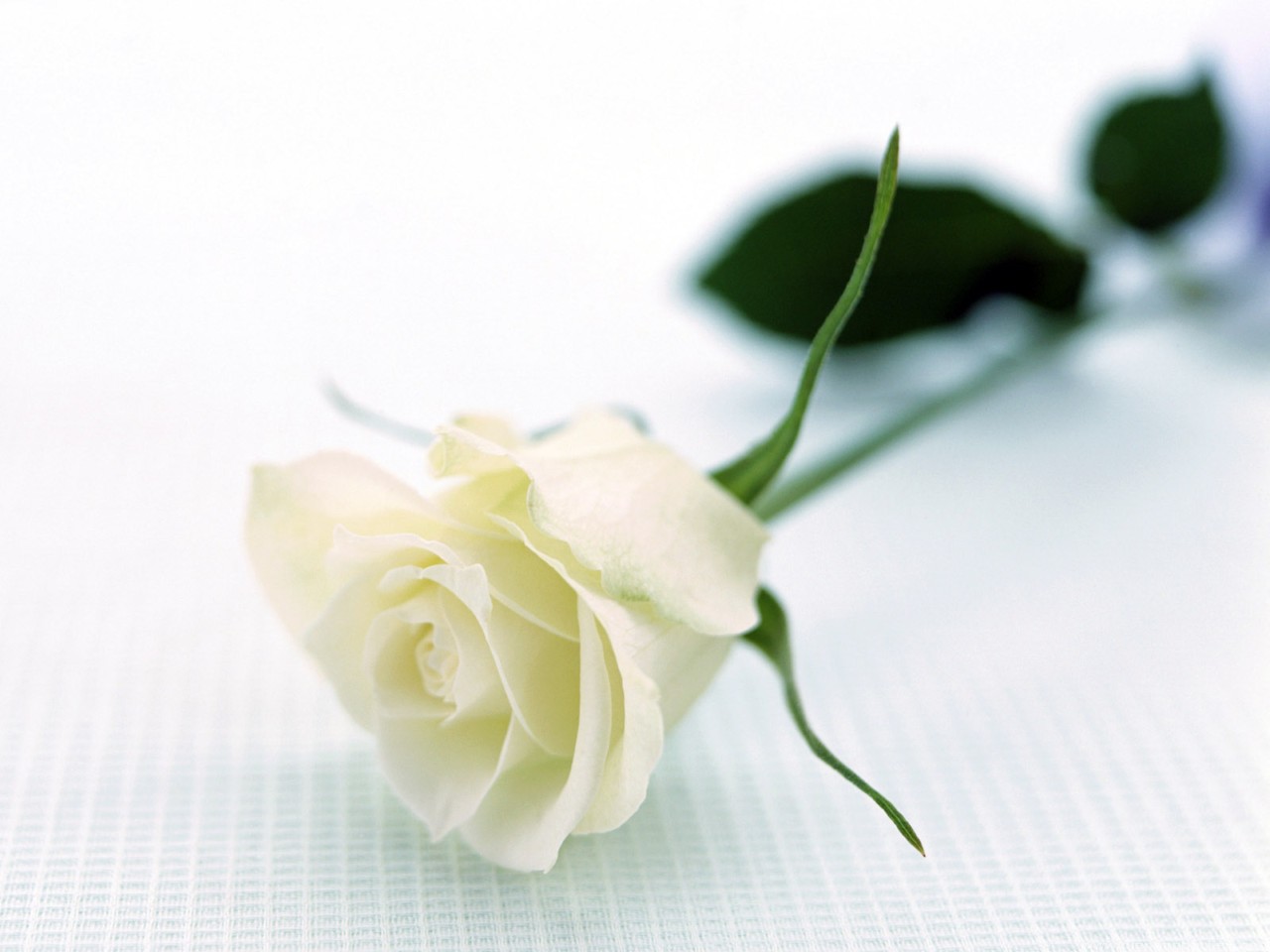Bông hồng trắng nằm nghiêng