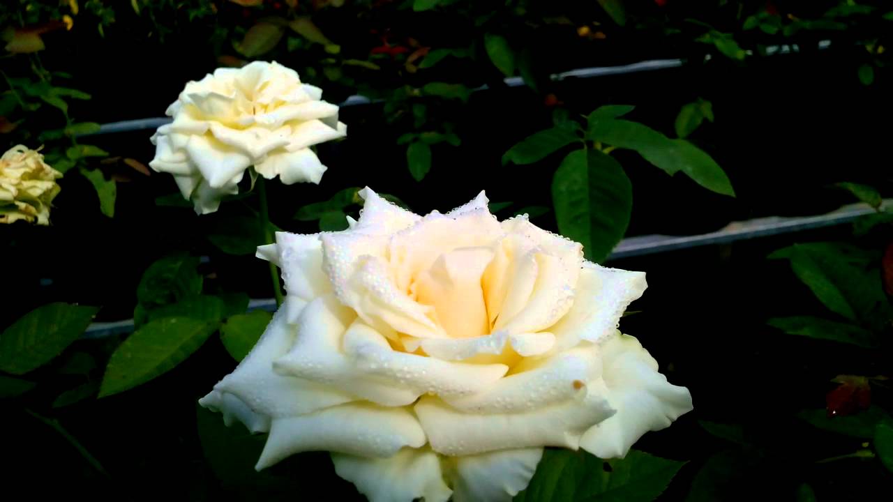 Bông hồng trắng trồng ngoài vườn cực đẹp