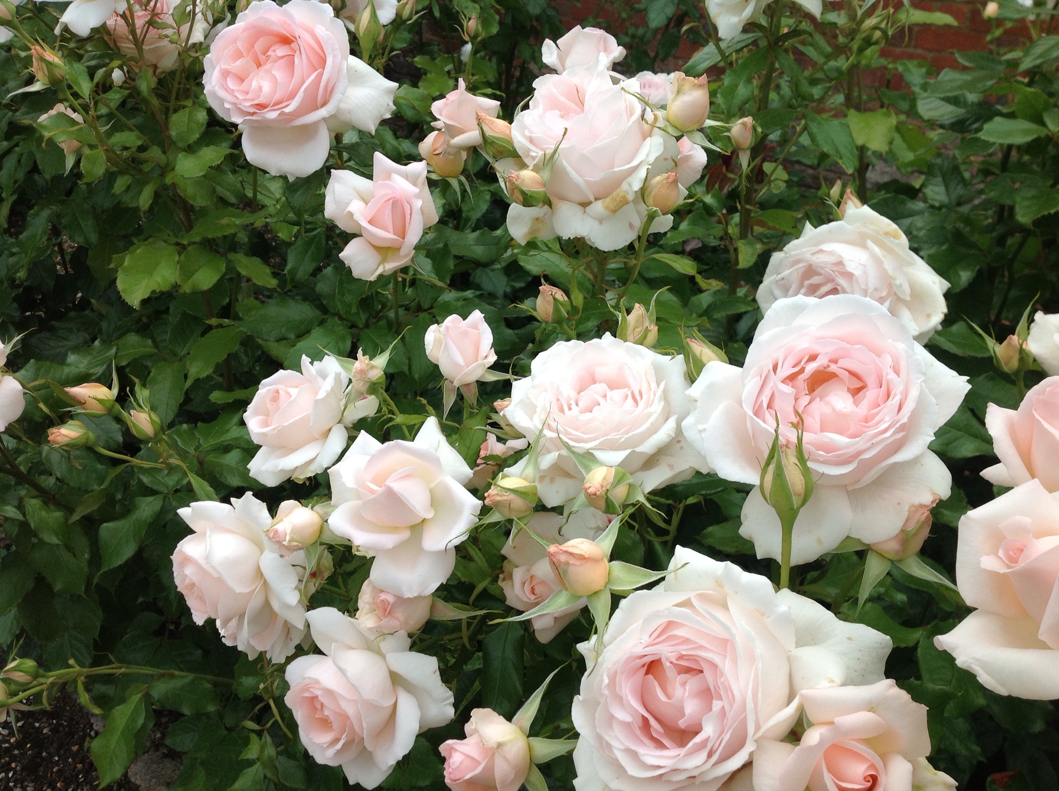 Cả một vườn hoa hồng trắng hồng