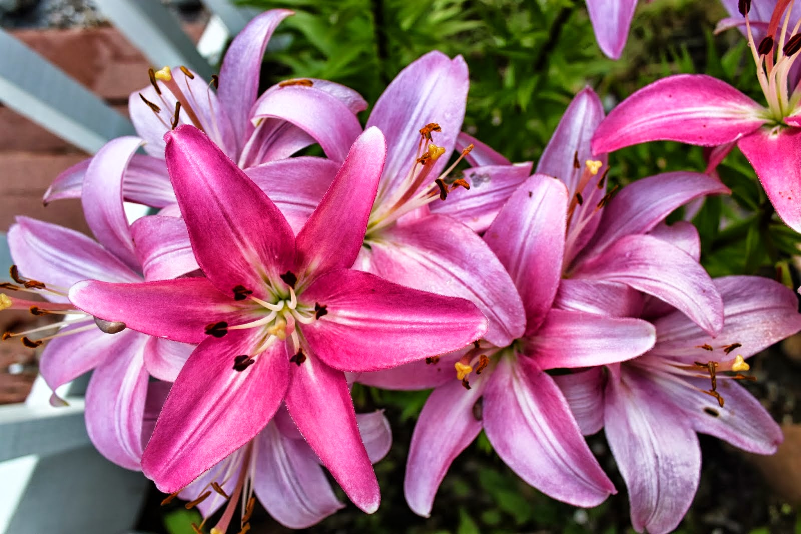 Các loại hoa ly đà lạt hình ảnh hoa đẹp nhất