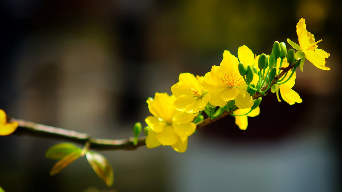 Cách chăm sóc mai vàng trong chậu nở đúng Tết sẽ giúp hoa nở đúng độ đẹp