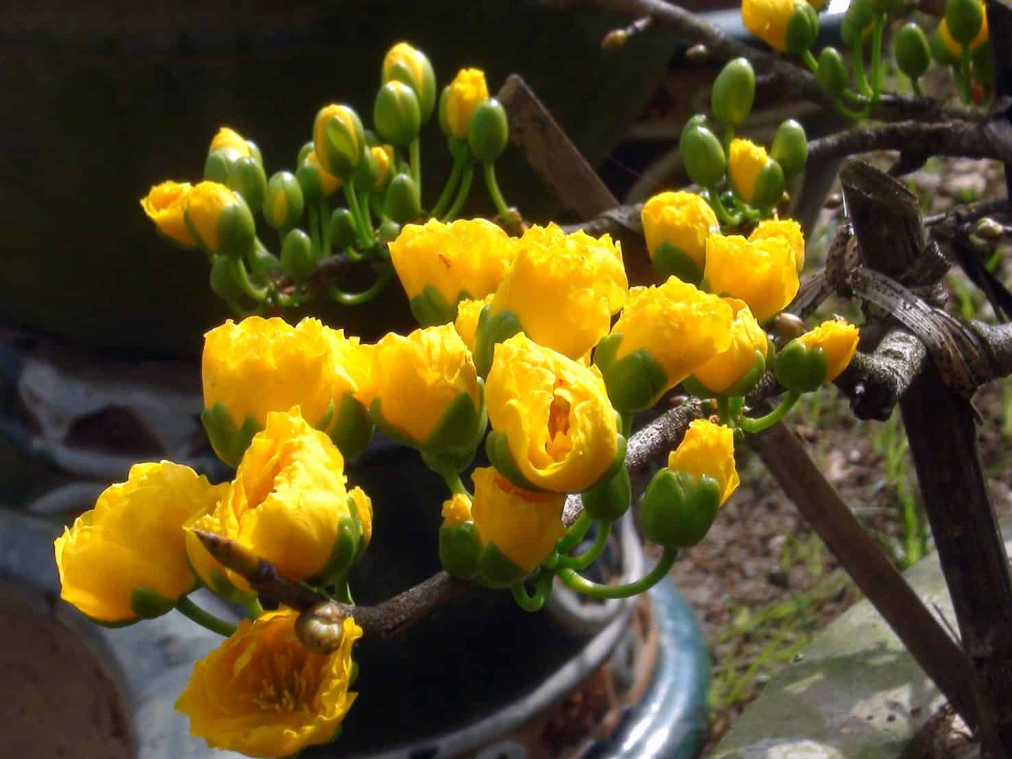 Ngoài ra, có thể bón phân loãng để thúc hoa mai ra hoa muộn và ức chế sự phát triển của hoa mai