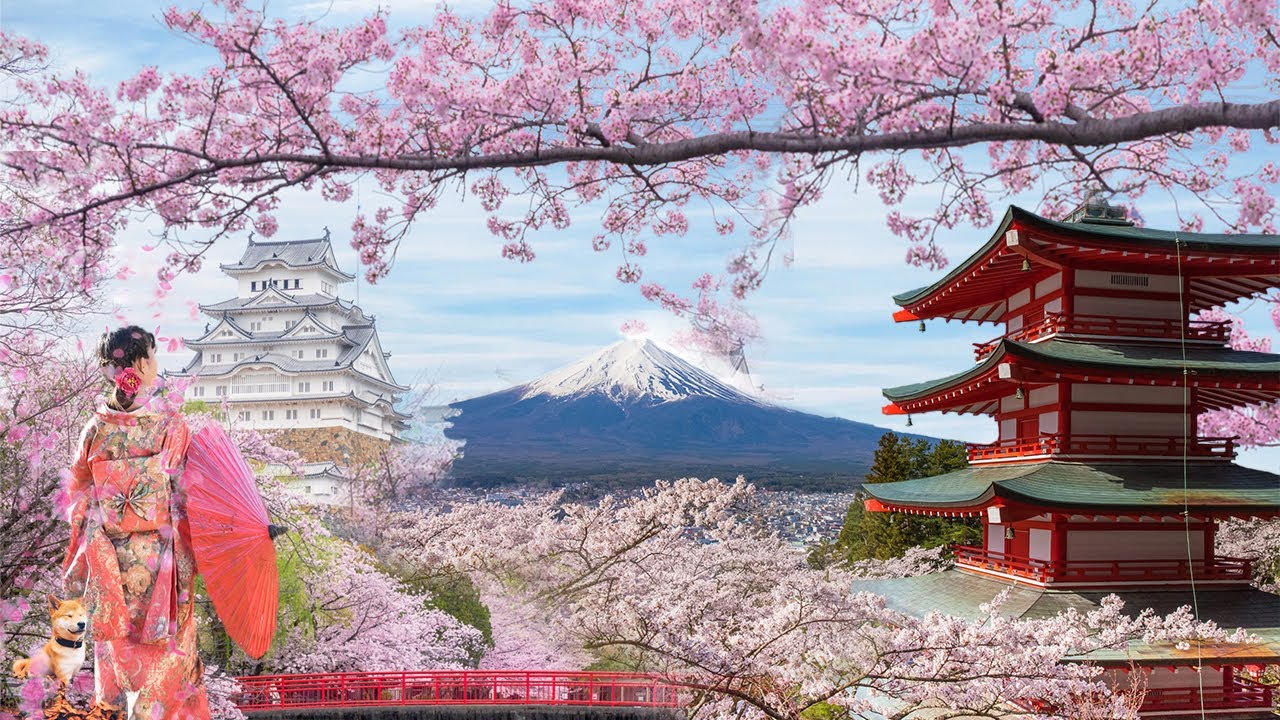 Cách vẽ hoa anh đào Nhật Bản đẹp nhất