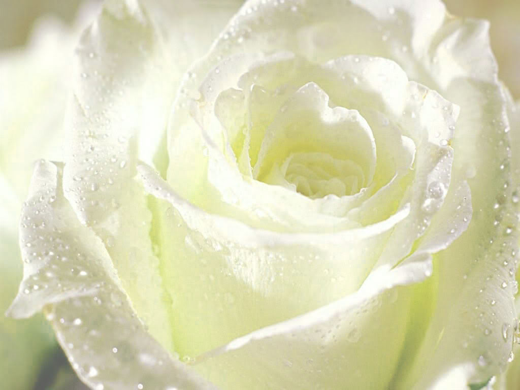 Cận cảnh bông hồng trắng đọng nước mưa