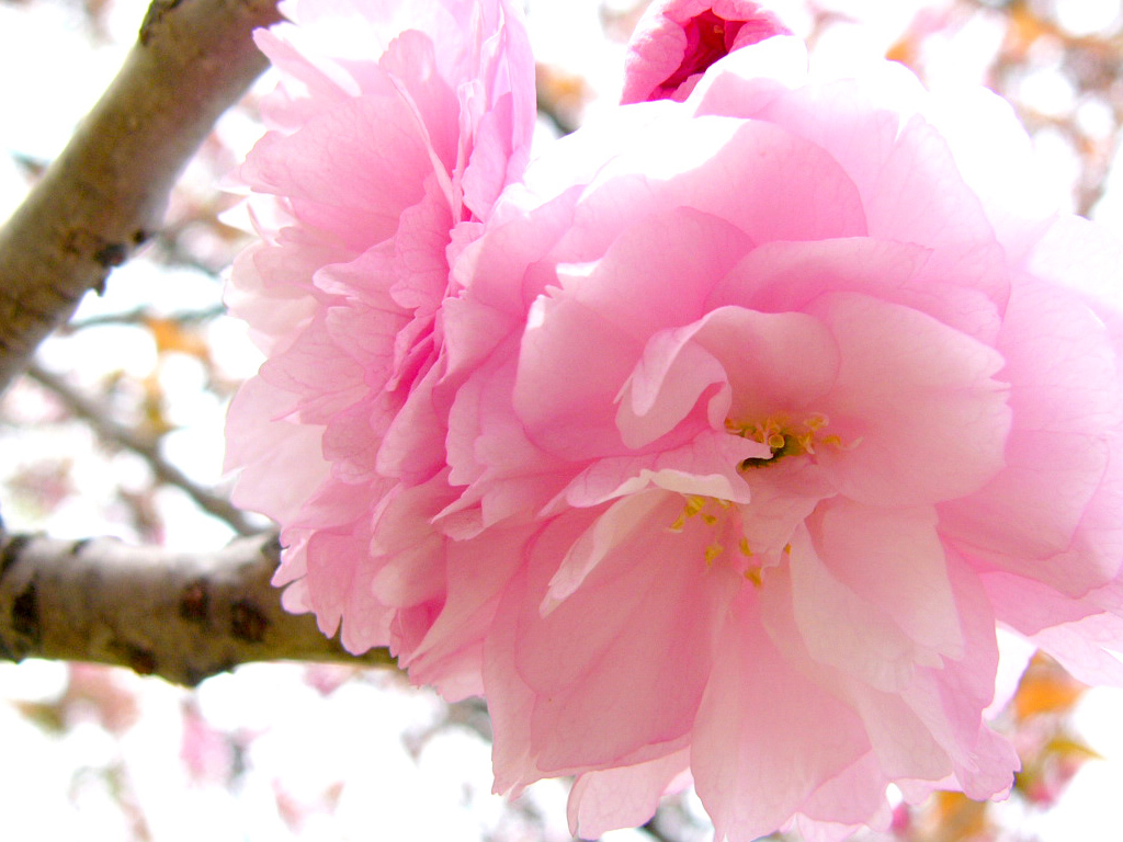 Cận cảnh ngắm hoa anh đào Nhật Bản đẹp nhất