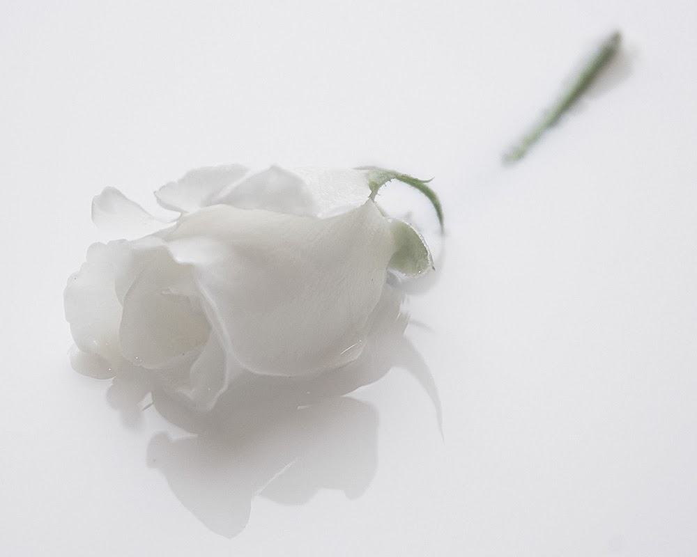Cánh hoa hồng trắng như sữa