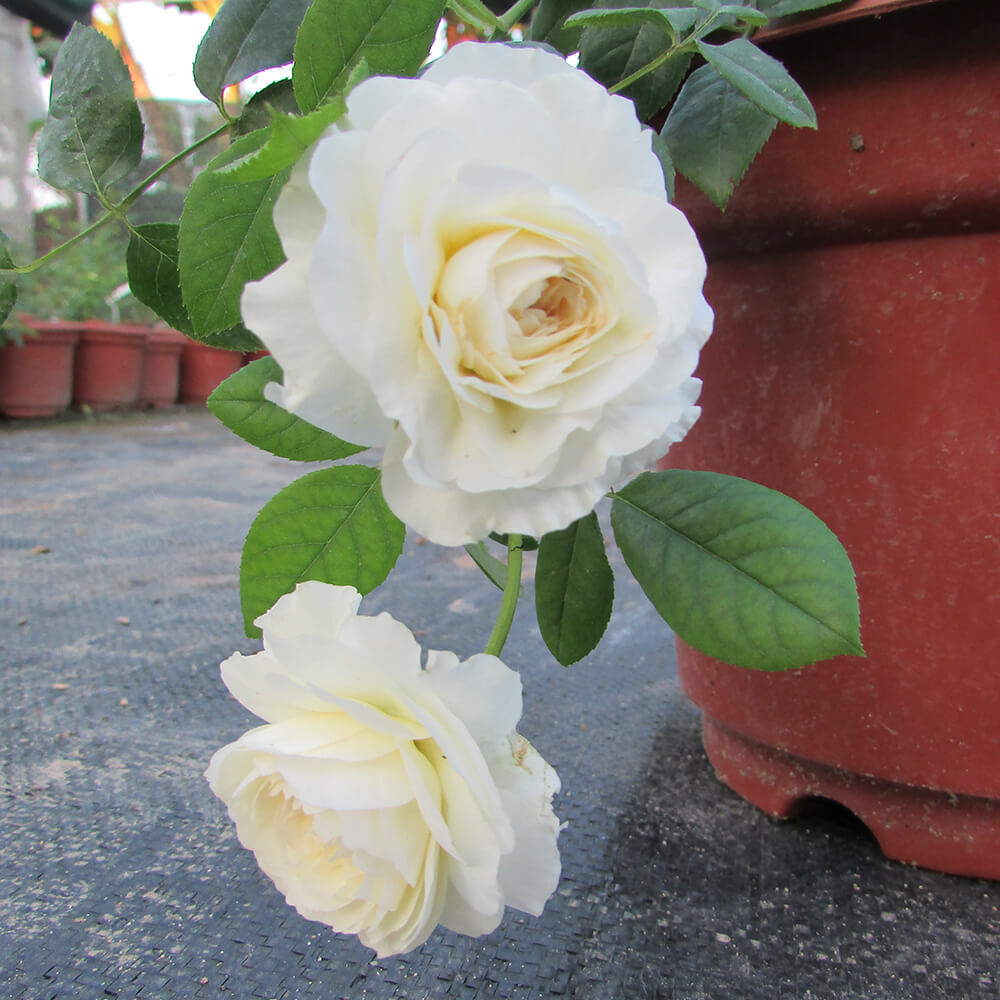 Chậu chồng hoa có hai bông hồng trắng cực đẹp