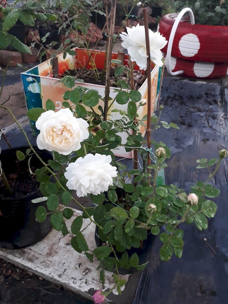 Chậu hoa hồng trắng Glamis Castle cực kỳ đẹp