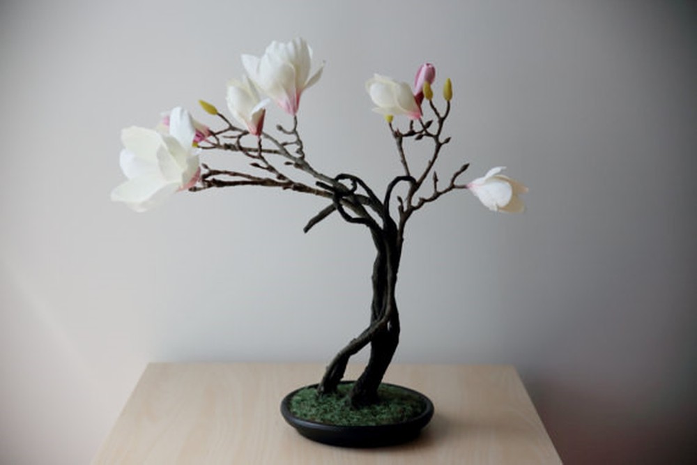 Chiêm ngưỡng hình ảnh bonsai hoa Mộc Lan đẹp nhất