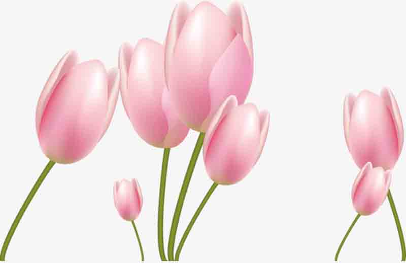 Chiêm ngưỡng vẻ đẹp của hoa Tulip