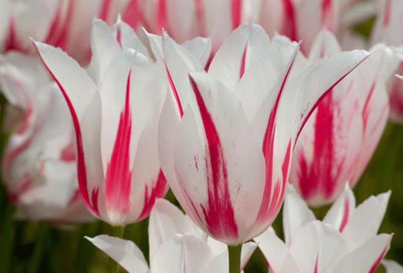 Chiêm ngưỡng vẻ đẹp tinh khôi của loài hoa Tulip