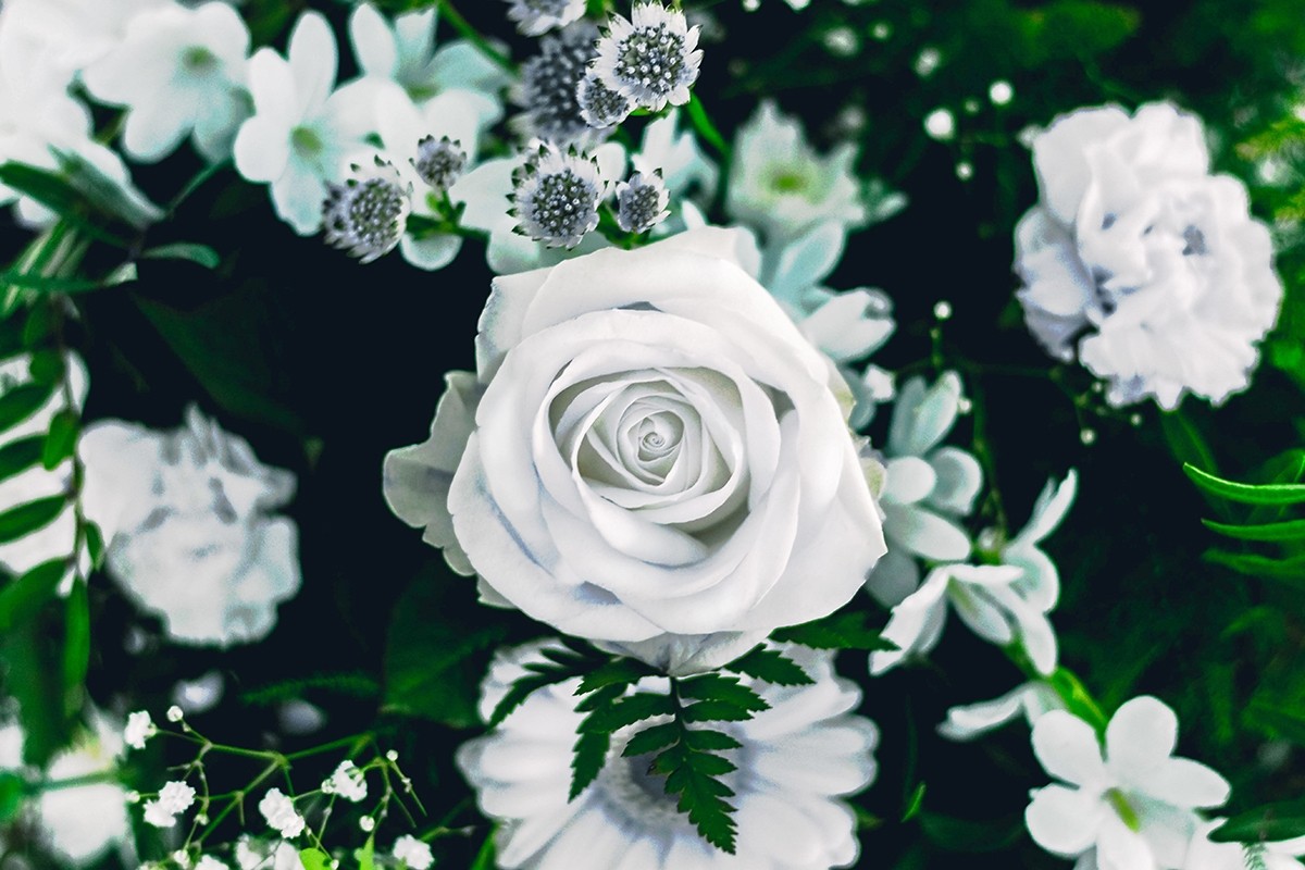 Cực kỳ xinh đẹp với bông hoa hồng trắng