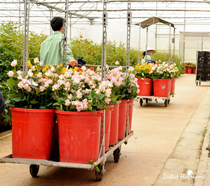 Dalat Hasfarm đang là một công ty vững mạnh trong nền nông nghiệp trồng hoa