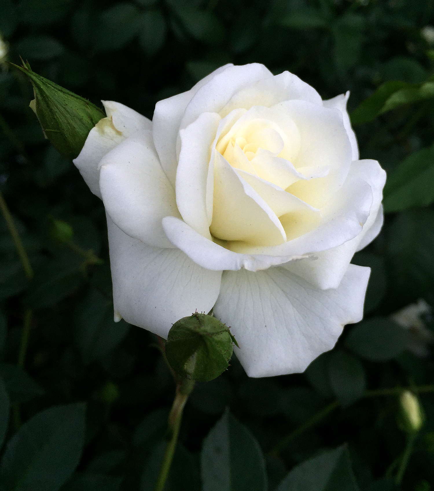 Đóa hoa hồng trắng giữa tán lá xanh