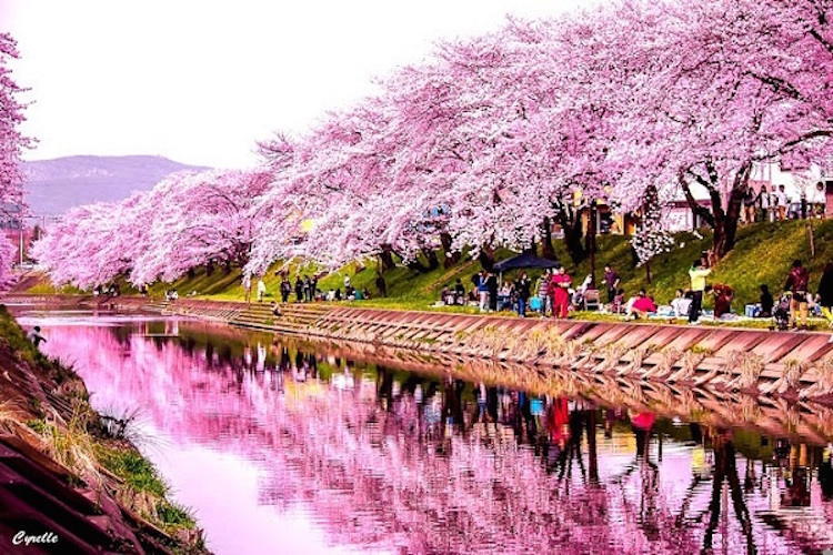 Dòng sông bên những cây hoa anh đào Nhật Bản đẹp nhất