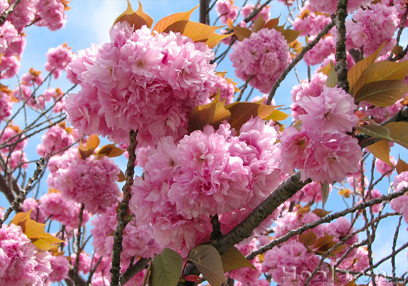 Giới thiệu hoa anh đào Nhật Bản đẹp và nở rộ