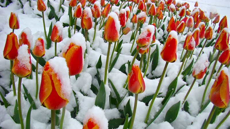 Hàng ngàn bông hoa Tulip ngập tràn trong tuyết