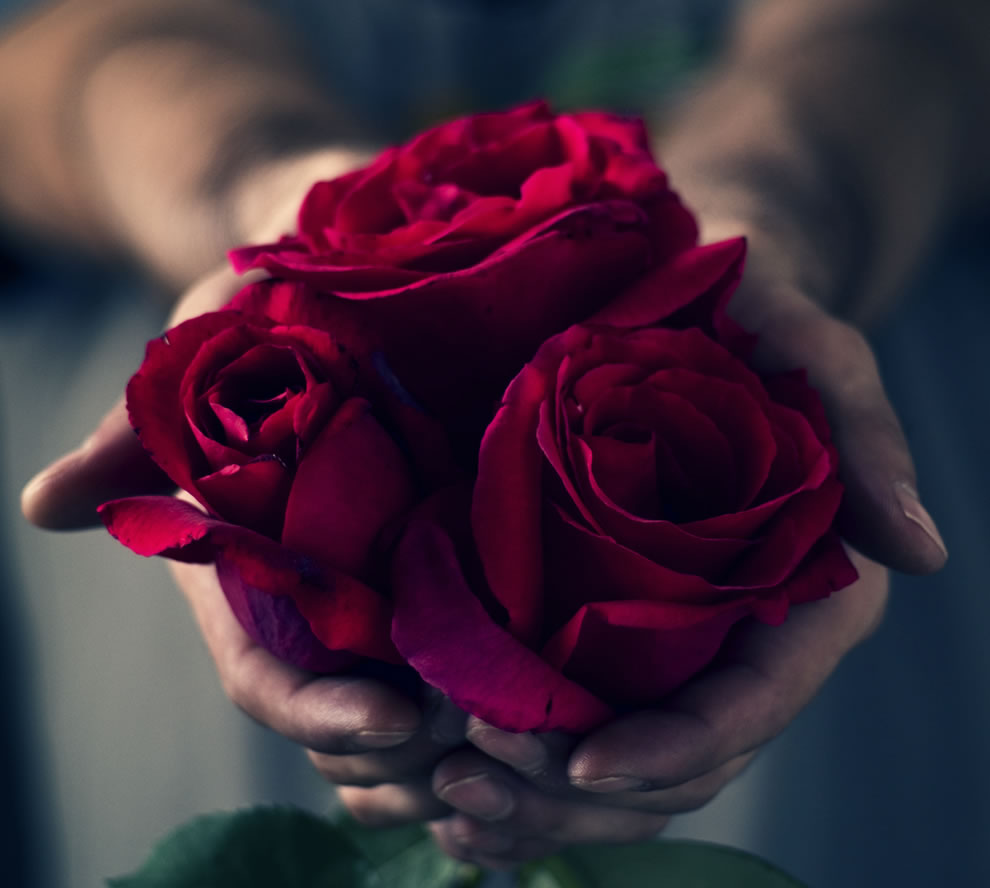 Hình ảnh bó hoa hồng đẹp