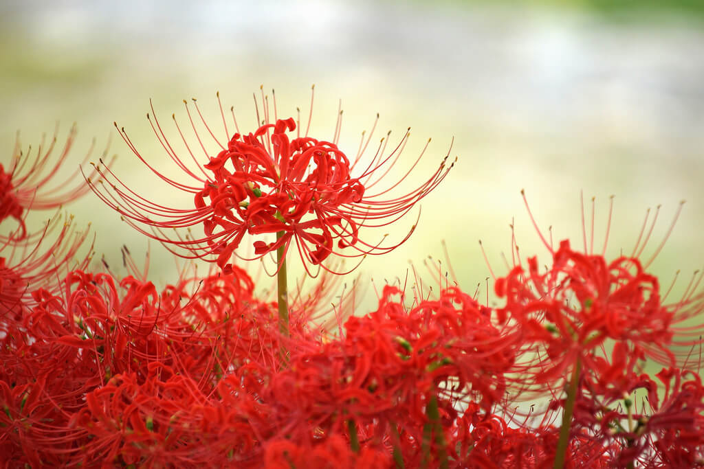 Hình ảnh bông hoa bỉ ngạn đỏ