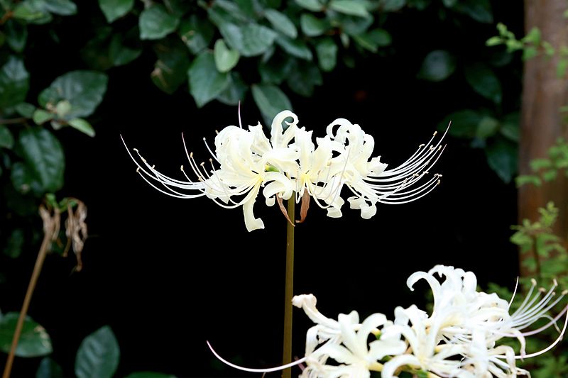 Hình ảnh bông hoa bỉ ngạn trắng