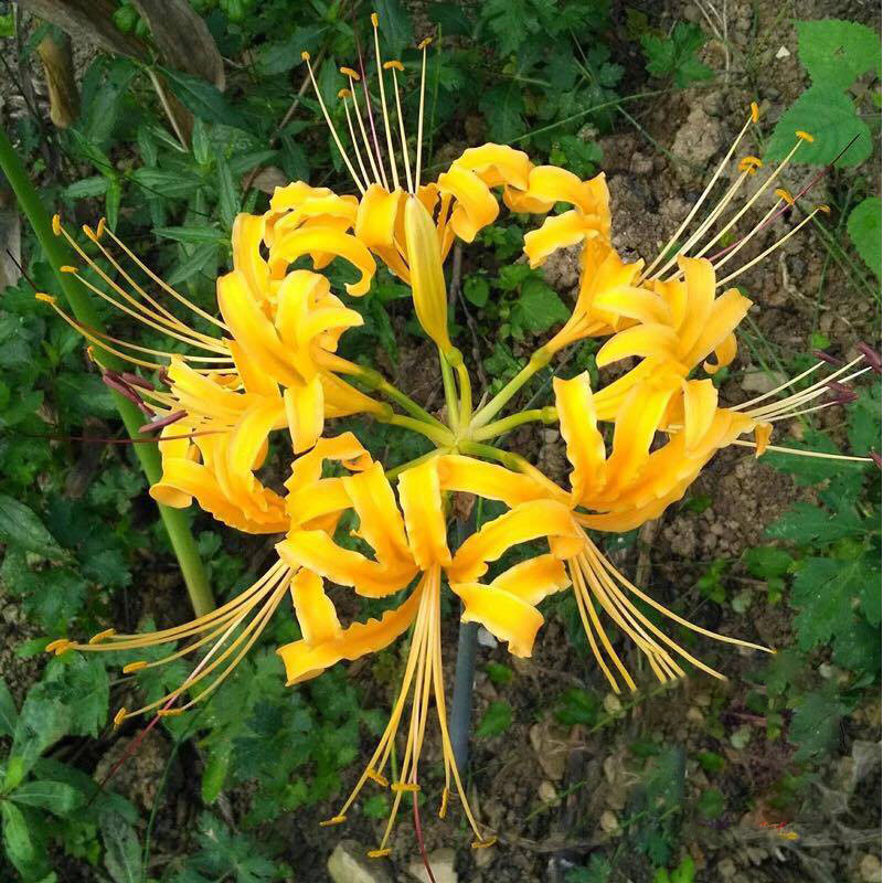Hình ảnh bông hoa bỉ ngạn vàng