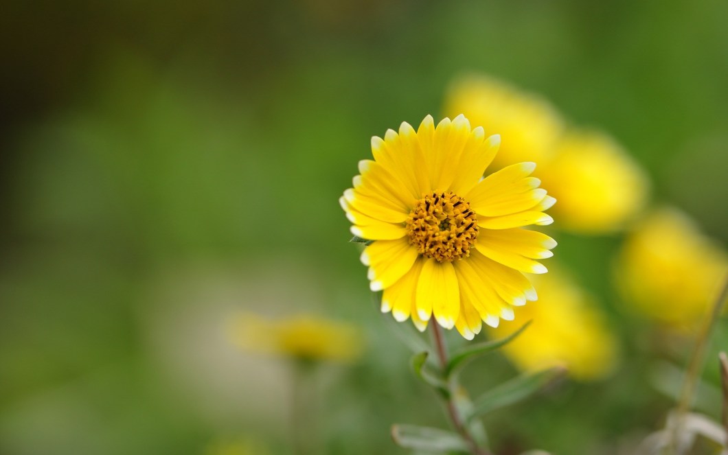 Hình ảnh bông hoa cúc vàng
