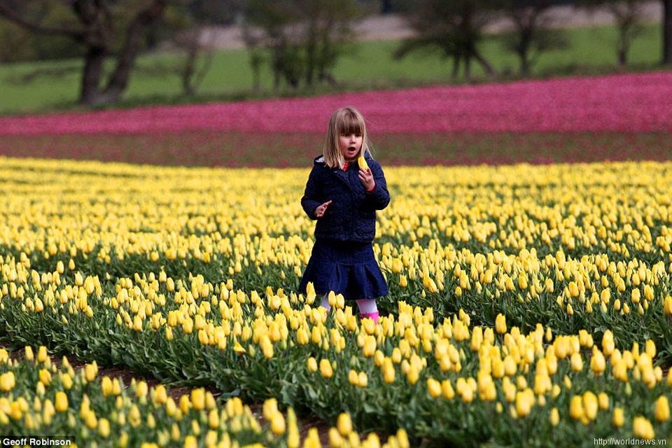 Hình ảnh cánh đồng hoa Tulip