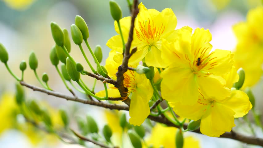 Chi tiết 52 về hình ảnh hoa mai vàng hay nhất  cdgdbentreeduvn