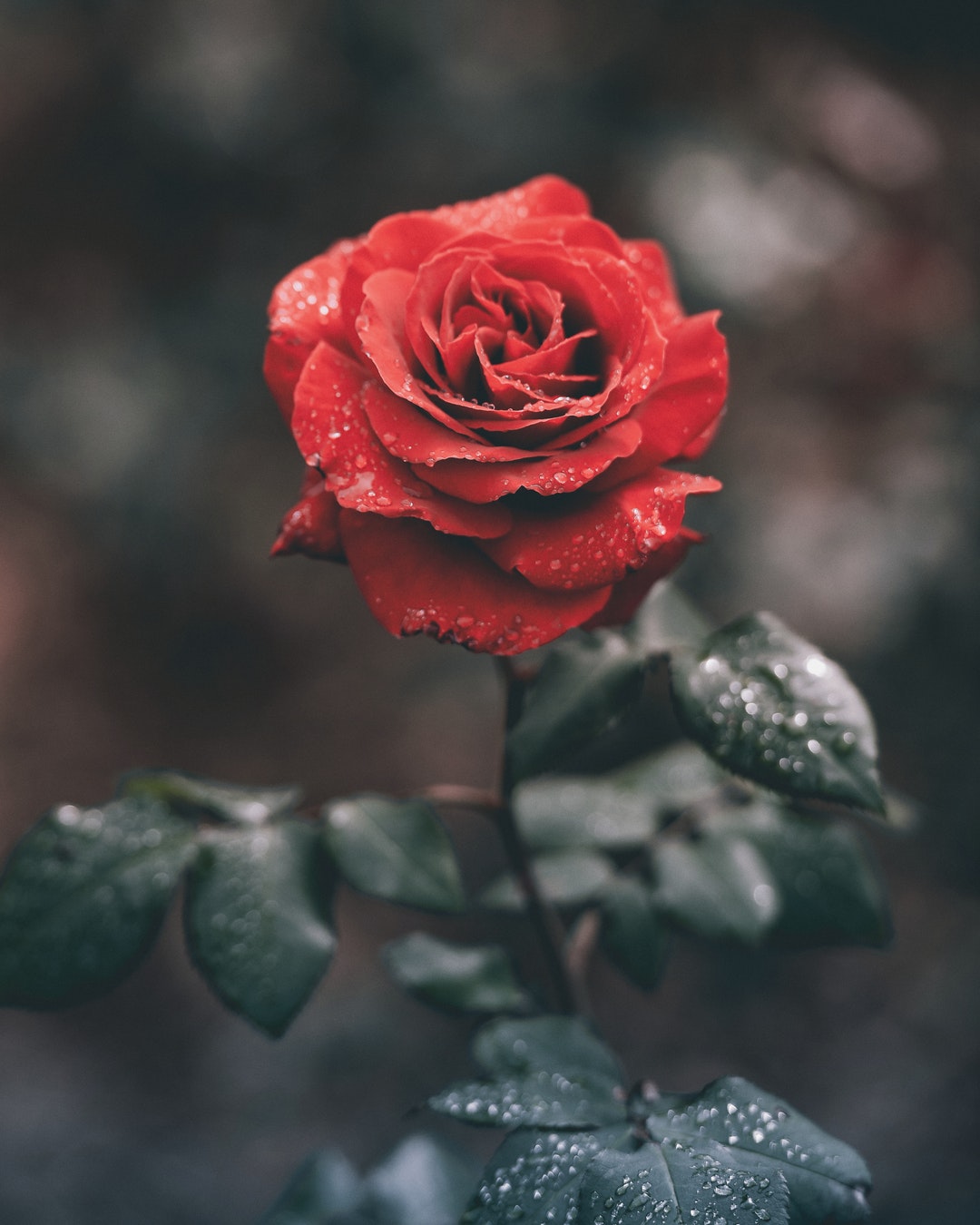 Hình ảnh cây hoa hồng